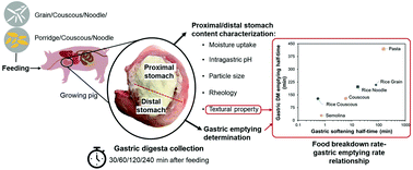 Graphical abstract: Tracking physical breakdown of rice- and wheat-based foods with varying structures during gastric digestion and its influence on gastric emptying in a growing pig model