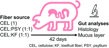 Graphical abstract: Kiwifruit (Actinidia deliciosa), compared with cellulose and psyllium, influences the histology and mucus layer of the gastrointestinal tract in the growing pig