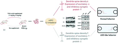 Graphical abstract: Maternal folic acid supplementation prevents autistic behaviors in a rat model induced by prenatal exposure to valproic acid