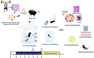 Graphical abstract: Exercise training combined with Bifidobacterium longum OLP-01 treatment regulates insulin resistance and physical performance in db/db mice