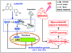 Graphical abstract: Sestrin2 is involved in the Nrf2-regulated antioxidative signaling pathway in luteolin-induced prevention of the diabetic rat heart from ischemia/reperfusion injury