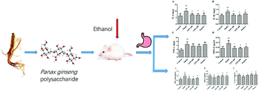 Graphical abstract: Protective effects of polysaccharides from Panax ginseng on acute gastric ulcers induced by ethanol in rats