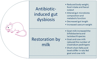 Graphical abstract: Goat and cow milk differ in altering microbiota composition and fermentation products in rats with gut dysbiosis induced by amoxicillin