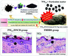 Graphical abstract: Fermented blueberry and black rice containing Lactobacillus plantarum MG4221: a novel functional food for particulate matter (PM2.5)/dinitrochlorobenzene (DNCB)-induced atopic dermatitis