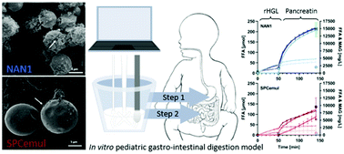 Graphical abstract: Effects of recombinant human gastric lipase and pancreatin during in vitro pediatric gastro-intestinal digestion