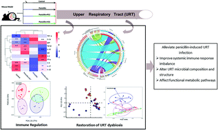 Graphical abstract: Regulation divergences of Lactobacillus fermentum PCC and Lactobacillus paracasei 431 on penicillin-induced upper respiratory tract microbial dysbiosis in BALB/c mice