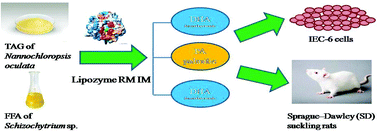 Graphical abstract: Biosafety evaluation of Nannochloropsis oculata and Schizochytrium sp. oils as novel human milk fat substitutes