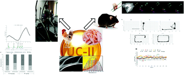 Graphical abstract: Undenatured type II collagen prevents and treats osteoarthritis and motor function degradation in T2DM patients and db/db mice