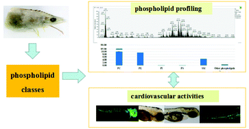 Graphical abstract: Separation, identification and cardiovascular activities of phospholipid classes from the head of Penaeus vannamei by lipidomics and zebrafish models