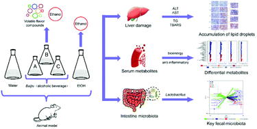 Graphical abstract: Regulatory effect of volatile compounds in fermented alcoholic beverages on gut microbiota and serum metabolism in a mouse model