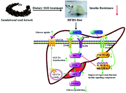 Graphical abstract: Sandalwood seed oil ameliorates hepatic insulin resistance by regulating the JNK/NF-κB inflammatory and PI3K/AKT insulin signaling pathways