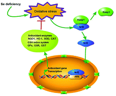 Graphical abstract: Toward improved human health: efficacy of dietary selenium on immunity at the cellular level