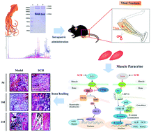 Graphical abstract: Type II collagen from squid cartilage mediated myogenic IGF-I and irisin to activate the Ihh/PThrp and Wnt/β-catenin pathways to promote fracture healing in mice