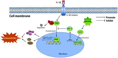 Graphical abstract: Puerarin suppresses inflammation and ECM degradation through Nrf2/HO-1 axis in chondrocytes and alleviates pain symptom in osteoarthritic mice