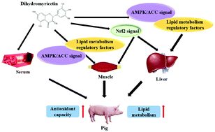 Graphical abstract: Dietary dihydromyricetin supplementation enhances antioxidant capacity and improves lipid metabolism in finishing pigs