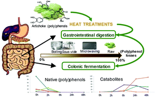 Graphical abstract: Bioaccessibility of Tudela artichoke (Cynara scolymus cv. Blanca de Tudela) (poly)phenols: the effects of heat treatment, simulated gastrointestinal digestion and human colonic microbiota