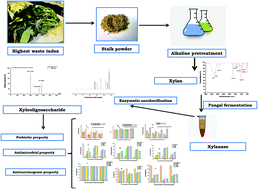 Graphical abstract: Evaluation of nutraceutical application of xylooligosaccharide enzymatically produced from cauliflower stalk for its value addition through a sustainable approach