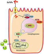 Graphical abstract: Biogenic selenium nanoparticles by Lactobacillus casei ATCC 393 alleviate the intestinal permeability, mitochondrial dysfunction and mitophagy induced by oxidative stress