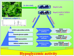 Graphical abstract: Hypoglycemic activity of Origanum vulgare L. and its main chemical constituents identified with HPLC-ESI-QTOF-MS
