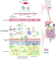 Graphical abstract: Efficacy of probiotics in multiple sclerosis: a systematic review of preclinical trials and meta-analysis of randomized controlled trials