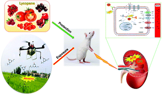 Graphical abstract: AQP2 as a target of lycopene protects against atrazine-induced renal ionic homeostasis disturbance