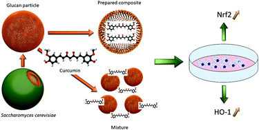 Graphical abstract: The effect of curcumin encapsulation into yeast glucan particles on antioxidant enzyme expression in vitro