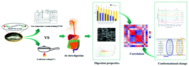 Graphical abstract: Changes in the digestion properties and protein conformation of sturgeon myofibrillar protein treated by low temperature vacuum heating during in vitro digestion