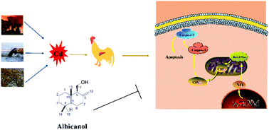 Graphical abstract: Albicanol antagonizes Cd-induced apoptosis through a NO/iNOS-regulated mitochondrial pathway in chicken liver cells