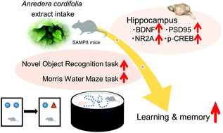 Graphical abstract: Anredera cordifolia extract enhances learning and memory in senescence-accelerated mouse-prone 8 (SAMP8) mice