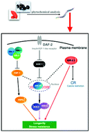 Graphical abstract: HSF-1 and SIR-2.1 linked insulin-like signaling is involved in goji berry (Lycium spp.) extracts promoting lifespan extension of Caenorhabditis elegans