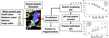 Graphical abstract: Breakdown mechanisms of whey protein gels during dynamic in vitro gastric digestion