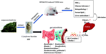 Graphical abstract: Sargassum fusiforme fucoidan modifies gut microbiota and intestinal metabolites during alleviation of hyperglycemia in type 2 diabetic mice