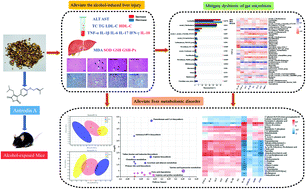 Graphical abstract: Antrodin A from Antrodia camphorata modulates the gut microbiome and liver metabolome in mice exposed to acute alcohol intake