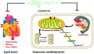 Graphical abstract: Lactoferrin ameliorates pathological cardiac hypertrophy related to mitochondrial quality control in aged mice