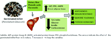 Graphical abstract: Germinated millet flour (Pennisetum glaucum (L.) R. BR.) improves adipogenesis and glucose metabolism and maintains thyroid function in vivo