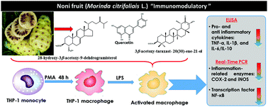 Graphical abstract: Immunomodulatory effect of Noni fruit and its isolates: insights into cell-mediated immune response and inhibition of LPS-induced THP-1 macrophage inflammation