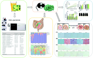 Graphical abstract: Inhibitory effects of fermented Ougan (Citrus reticulata cv. Suavissima) juice on high-fat diet-induced obesity associated with white adipose tissue browning and gut microbiota modulation in mice