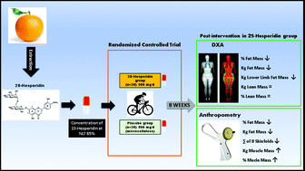 Graphical abstract: 8 weeks of 2S-Hesperidin supplementation improves muscle mass and reduces fat in amateur competitive cyclists: randomized controlled trial