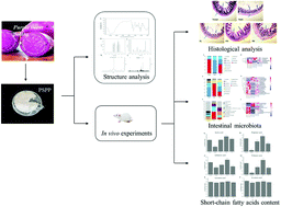 Graphical abstract: Regulatory effect of non-starch polysaccharides from purple sweet potato on intestinal microbiota of mice with antibiotic-associated diarrhea