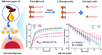 Graphical abstract: An alternative solution for α-linolenic acid supplements: in vitro digestive properties of silkworm pupae oil in a pH-stat system