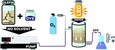 Graphical abstract: An entirely solvent-free photooxygenation of olefins under continuous flow conditions