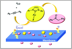 Graphical abstract: Improving process efficiency of gold-catalyzed hydration of alkynes: merging catalysis with membrane separation