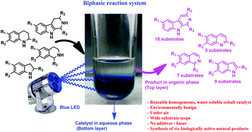 Graphical abstract: Reusable, homogeneous water soluble photoredox catalyzed oxidative dehydrogenation of N-heterocycles in a biphasic system: application to the synthesis of biologically active natural products