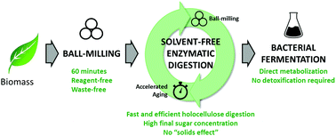 Graphical abstract: Rapid mechanoenzymatic saccharification of lignocellulosic biomass without bulk water or chemical pre-treatment