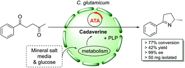 Graphical abstract: Development of a Corynebacterium glutamicum bio-factory for self-sufficient transaminase reactions