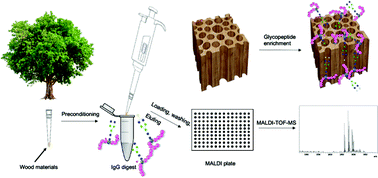 Graphical abstract: Enrichment of glycopeptides using environmentally friendly wood materials