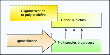 Graphical abstract: Towards bioproduction of poly-α-olefins from lignocellulose