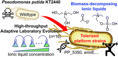 Graphical abstract: Generation of ionic liquid tolerant Pseudomonas putida KT2440 strains via adaptive laboratory evolution