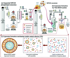 Graphical abstract: Synthesis of multivitamin-loaded heat stable liposomes from milk fat globule membrane phospholipids by using a supercritical-CO2 based system