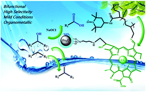 Graphical abstract: Catalytic oxidation of alcohols and alkyl benzenes to carbonyls using Fe3O4@SiO2@(TEMPO)-co-(Chlorophyll-CoIII) as a bi-functional, self-co-oxidant nanocatalyst